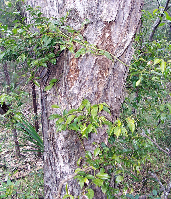 Sweet Morinda - Morinda jasminoides - Ark.au
