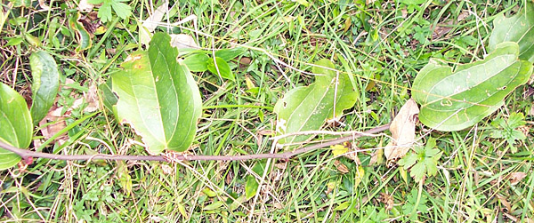 Native Sarsaparilla - Smilax australis - Ark.au