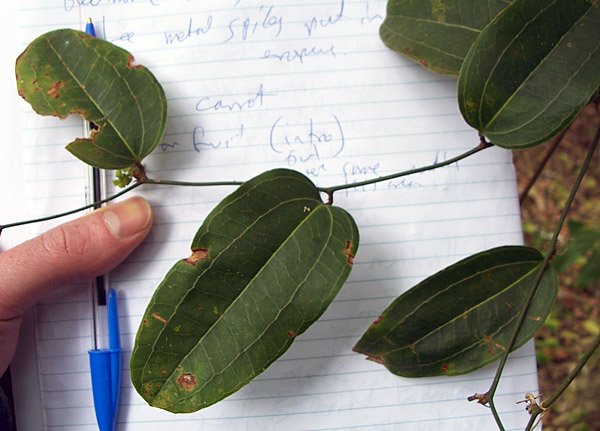 Native Sarsaparilla - Smilax australis - Ark.au