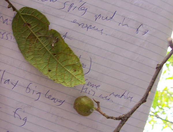 Sandpaper Fig - Ficus coronata - Ark.au