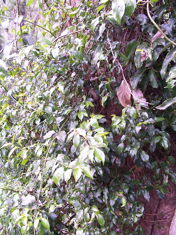 Sweet Morinda - Morinda jasminoides - Ark.au