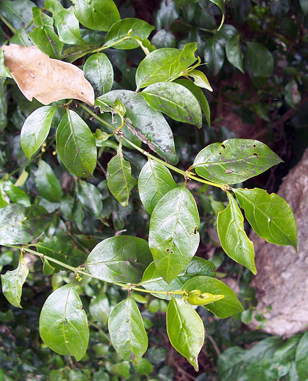 Sweet Morinda - Morinda jasminoides - Ark.au