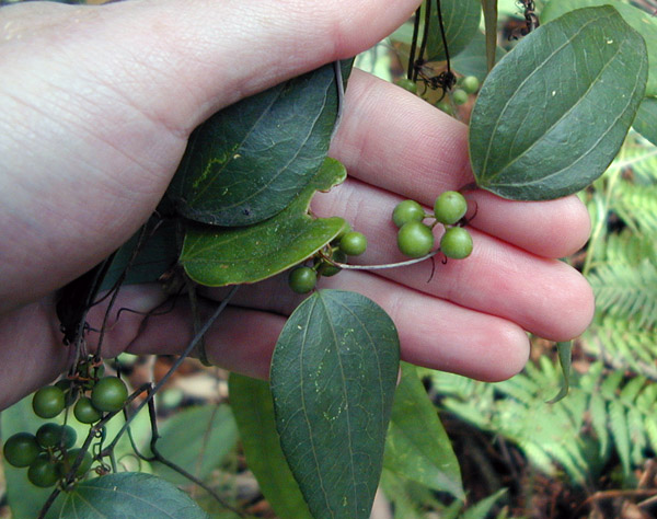Native Sarsaparilla - Smilax australis - Ark.au