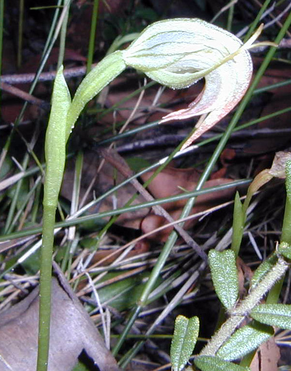 Greenhood Orchid - Pterostylis - Ark.au