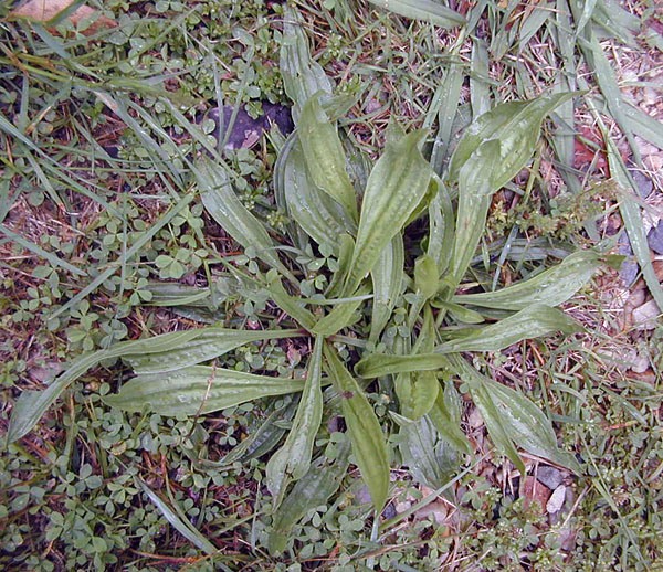 Plantain - Plantago - Ark.au