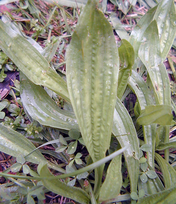 Plantain - Plantago - Ark.au