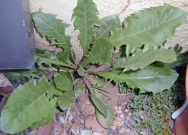 Dandelion - Taraxacum officinale - Ark.au