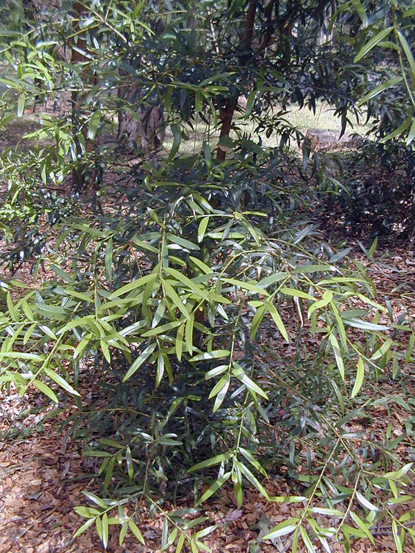 Illawarra plum - Podocarpus elatus - Ark.au
