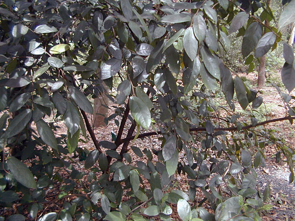 Sandpaper Fig - Ficus coronata - Ark.au
