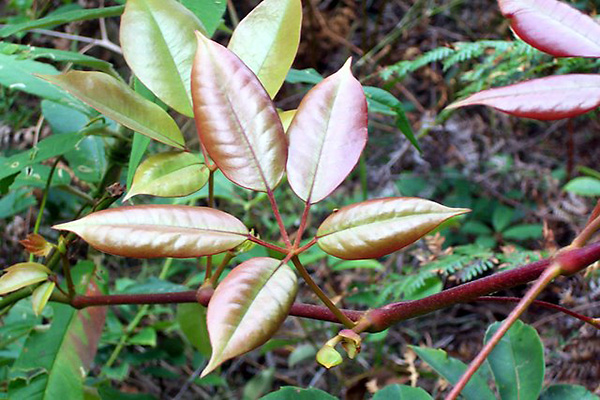 Five Leaf Water Vine - Cissus hypoglauca - Ark.au