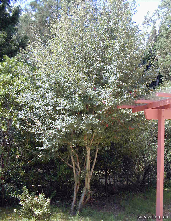 Hawthorn - Crataegus monogyna - Ark.au