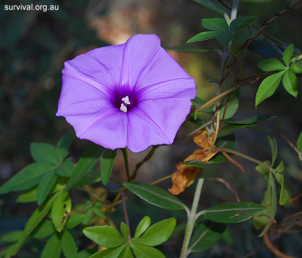Coastal Morning Glory - Ipomoea cairica - Ark.au