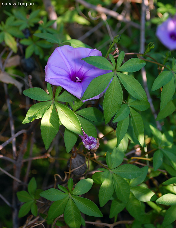Coastal Morning Glory - Ipomoea cairica - Ark.au
