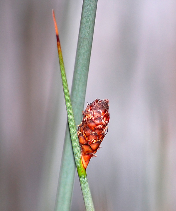 Grey Sedge - Lepironia articulata - Ark.au