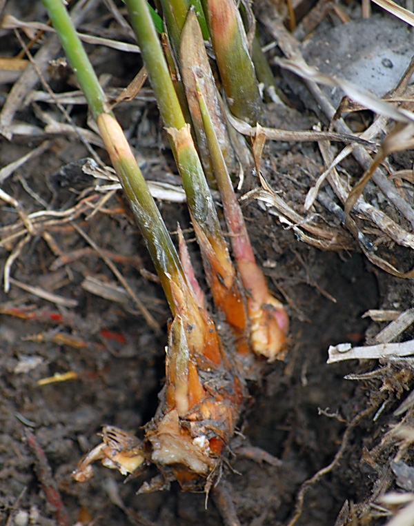 Grey Sedge - Lepironia articulata - Ark.au