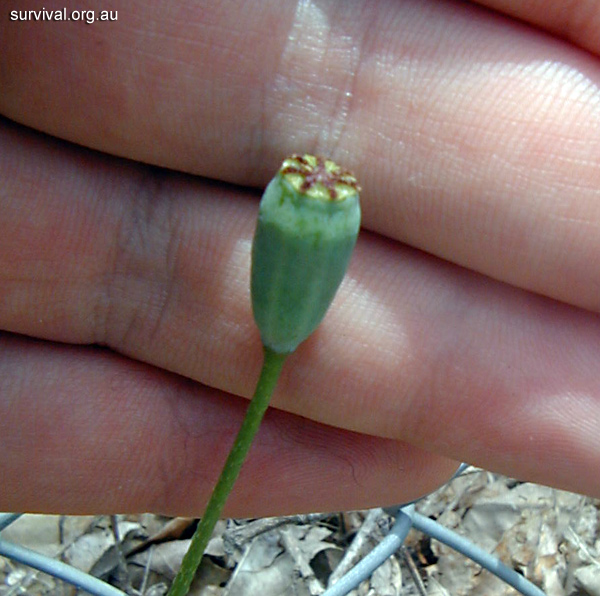 Poppy - Papaver dubium - Ark.au