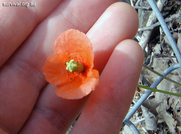 Poppy - Papaver dubium - Ark.au