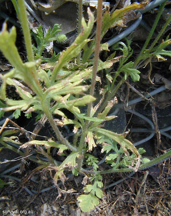 Poppy - Papaver dubium - Ark.au