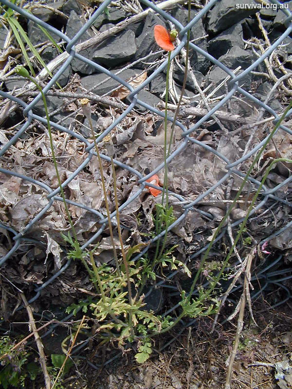 Poppy - Papaver dubium - Ark.au
