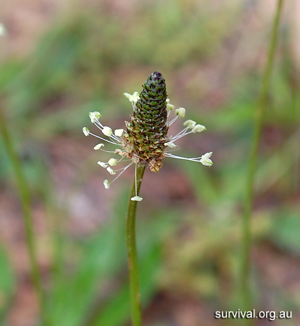 Plantain - Plantago - Ark.au