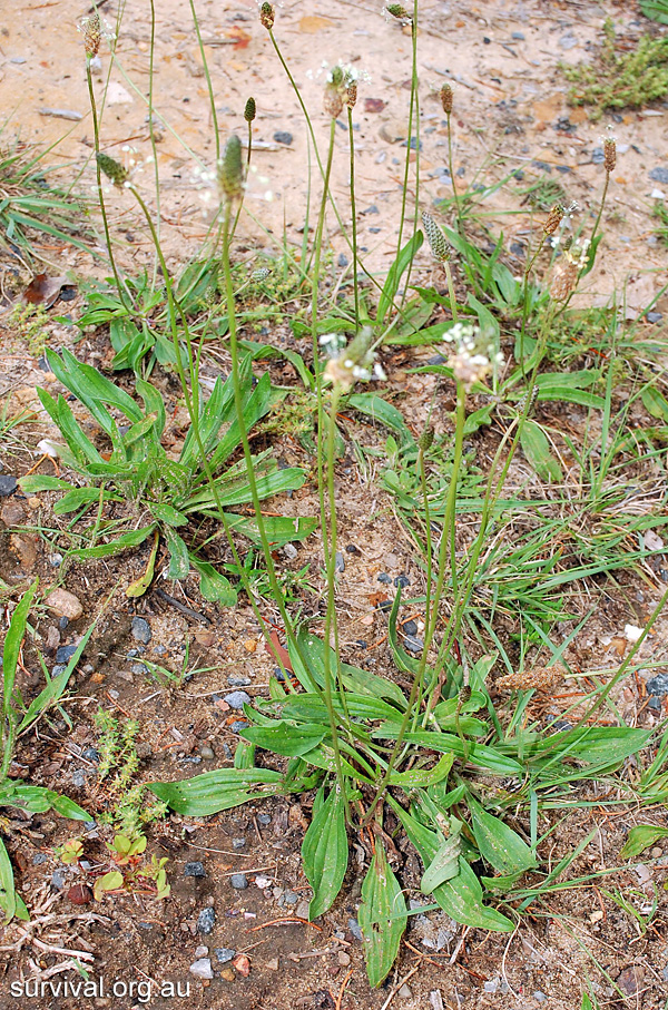 Plantain - Plantago - Ark.au