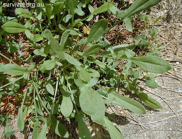 Sheep Sorrel - Rumex acetosella - Ark.au