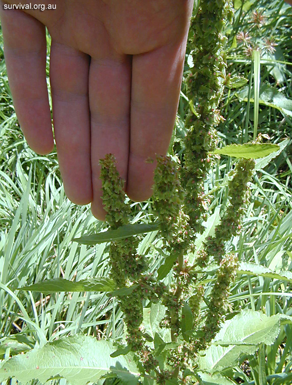Dock - Rumex obtusifolius - Ark.au