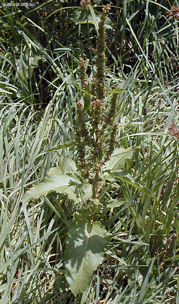 Dock - Rumex obtusifolius - Ark.au