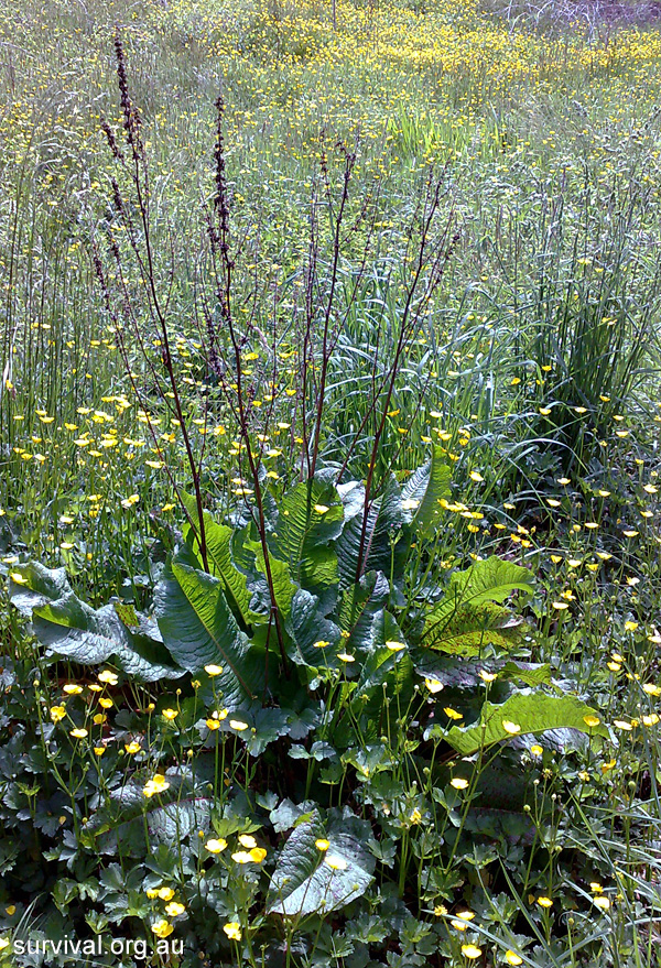 Dock - Rumex obtusifolius - Ark.au