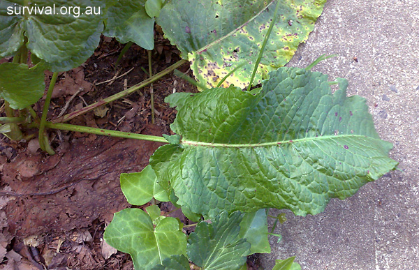 Dock - Rumex obtusifolius - Ark.au