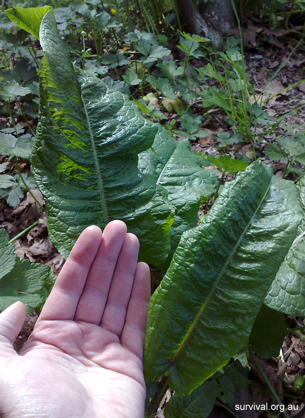 Dock - Rumex obtusifolius - Ark.au