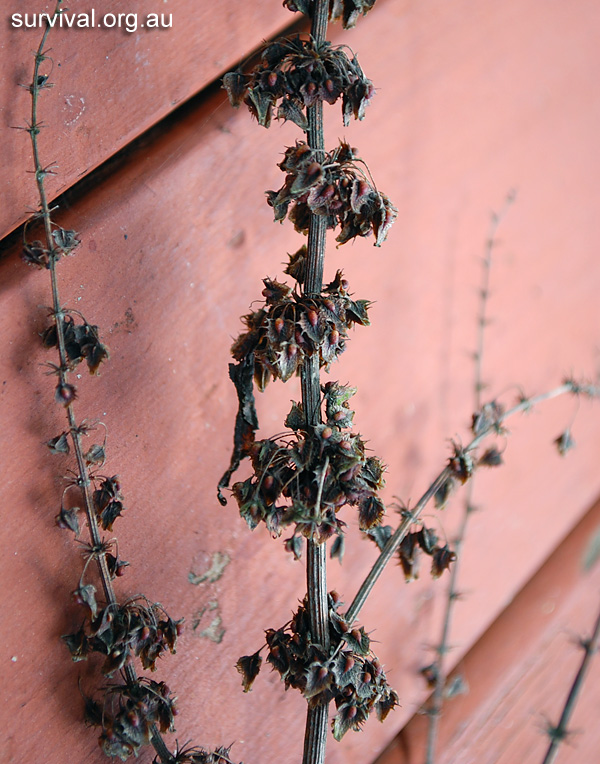 Dock - Rumex obtusifolius - Ark.au