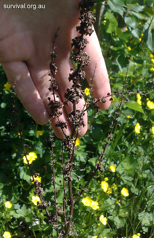 Dock - Rumex obtusifolius - Ark.au