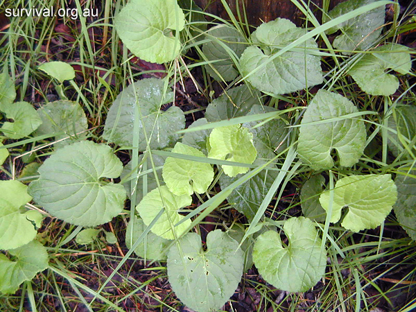 Violets - Viola odorata - Ark.au