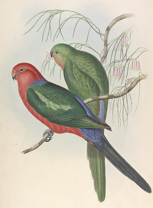 Australian King-Parrot - Alisterus scapularis - Ark.au