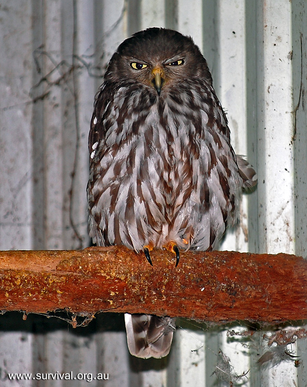 Barking Owl - Ninox connivens - Ark.au