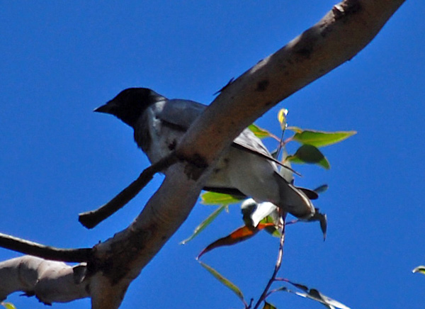 Black-faced Cuckoo-shrike - Australian Birds - Ark.au