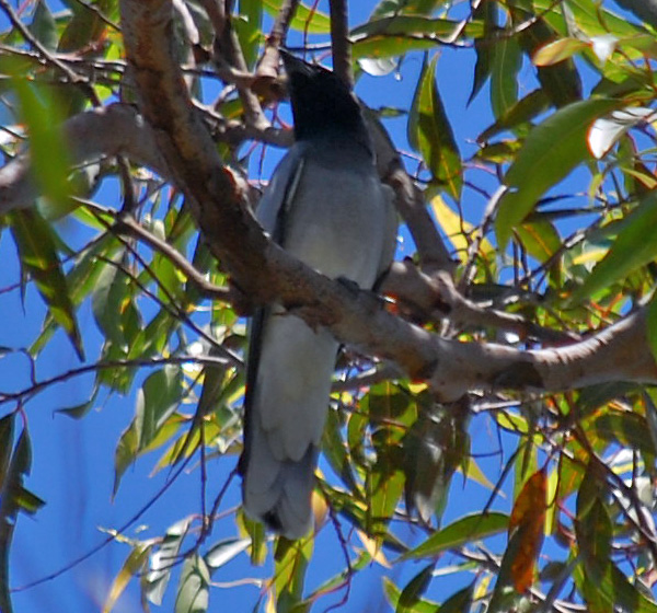 Black-faced Cuckoo-shrike - Coracina novaehollandiae - Ark.au