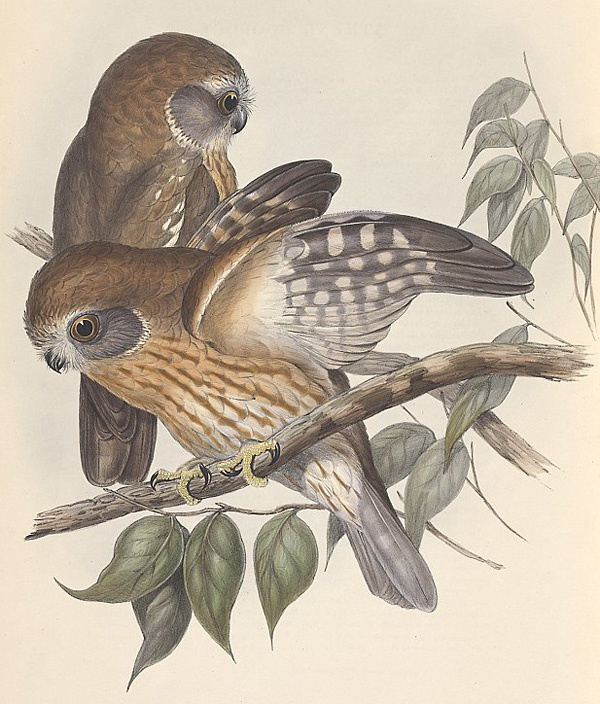 Southern Boobook (Owl) - Ninox boobook - Ark.au