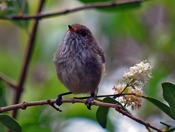 Brown Thornbill - Australian Birds - Ark.au