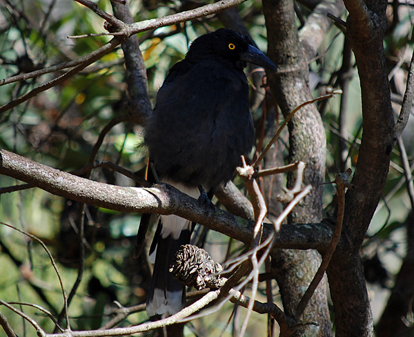 Pied Currawong - Australian Birds - Ark.au