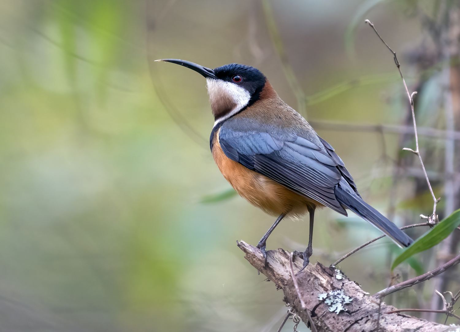 Eastern Spinebill - Ark.au Eastern Spinebill - Ark.au