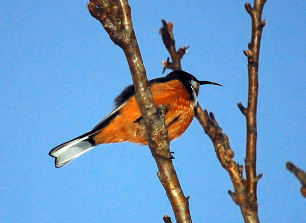 Eastern Spinebill - Acanthorhynchus tenuirostris - Ark.au