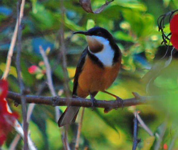 Eastern Spinebill - Acanthorhynchus tenuirostris - Ark.au