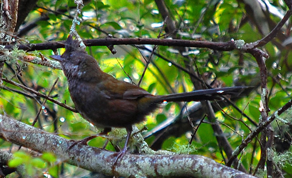 Eastern Whipbird - Australian Birds - Ark.au