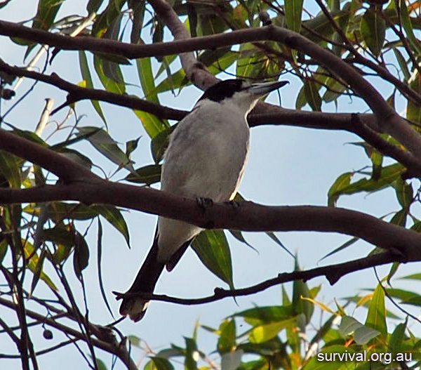 Grey Butcherbird - Australian Birds - Ark.au