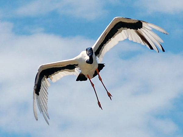 Black Necked Stork (Jabiru) - Australian Birds - Ark.au
