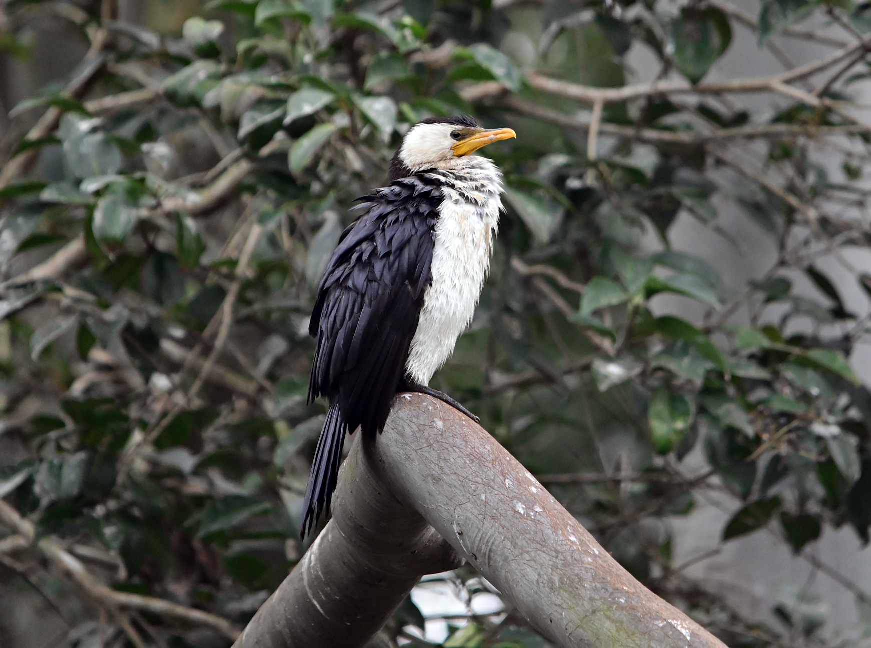 Little Pied Cormorant - Ark.au Little Pied Cormorant - Ark.au