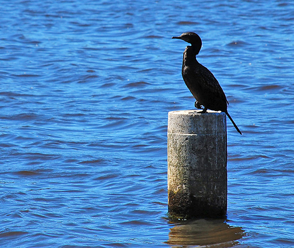 Little Black Cormorant - Australian Birds - Ark.au