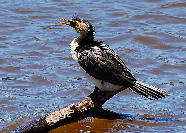 Little Pied Cormorant - Phalacrocorax melanoleucos - Ark.au